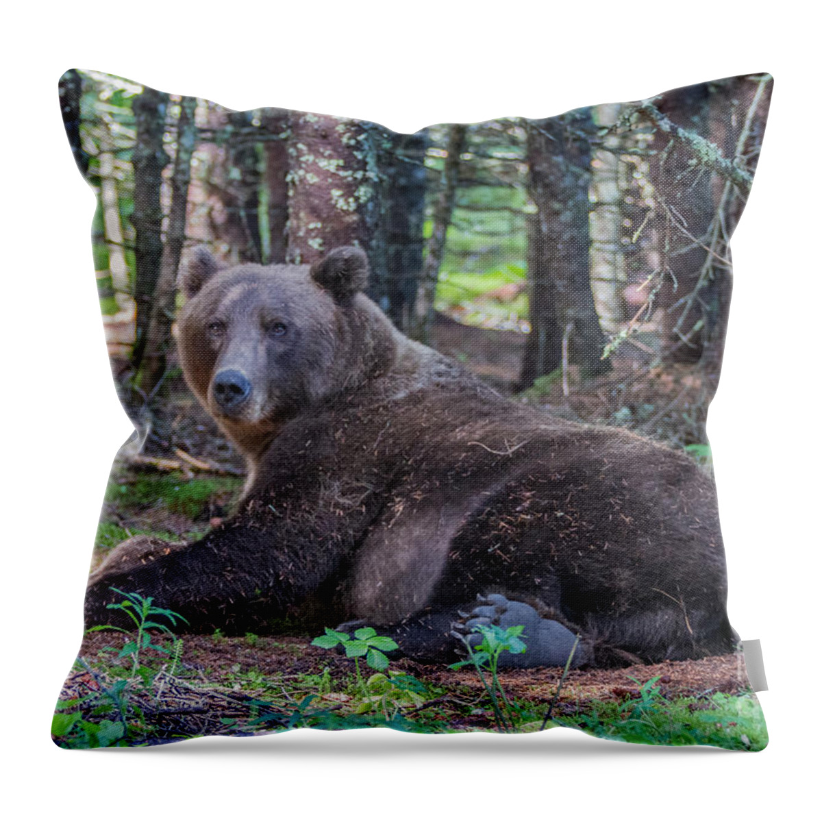 Bear Throw Pillow featuring the photograph Forest Bear by Chris Scroggins