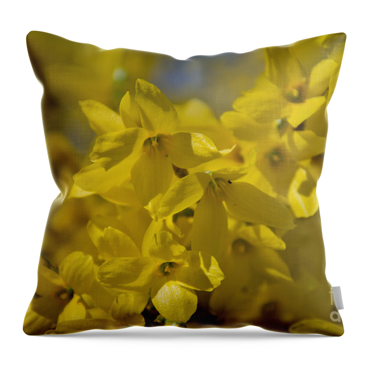 Forsythia Throw Pillow featuring the photograph Forsythia by Laurel Best