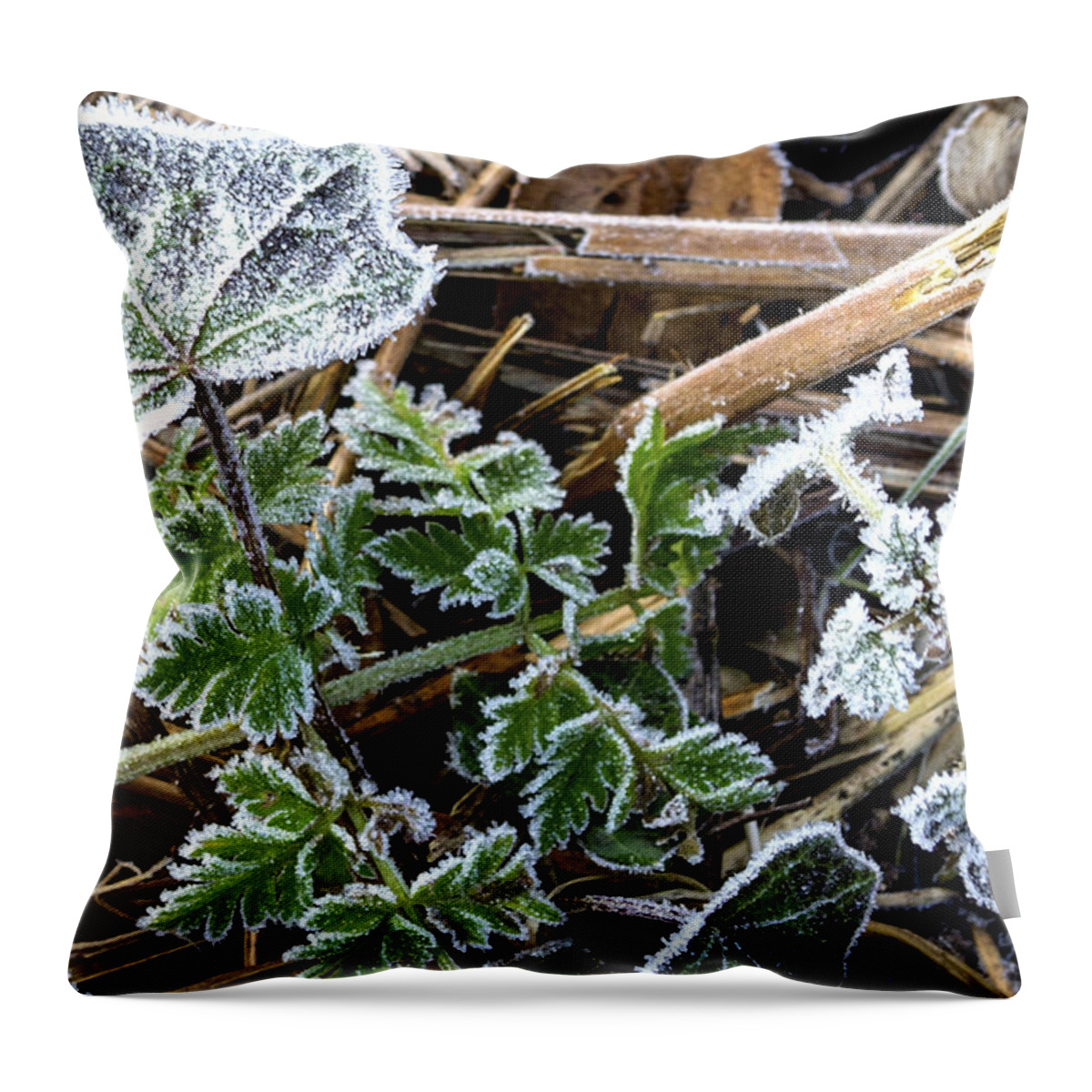 Frost Throw Pillow featuring the photograph Frosty by Spikey Mouse Photography