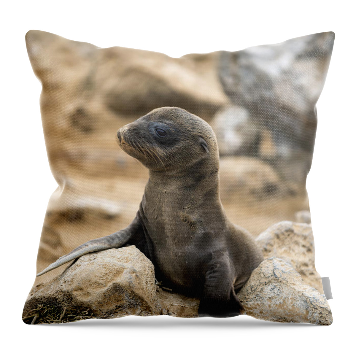 Tui De Roy Throw Pillow featuring the photograph Galapagos Sea Lion Pup Champion Islet by Tui De Roy