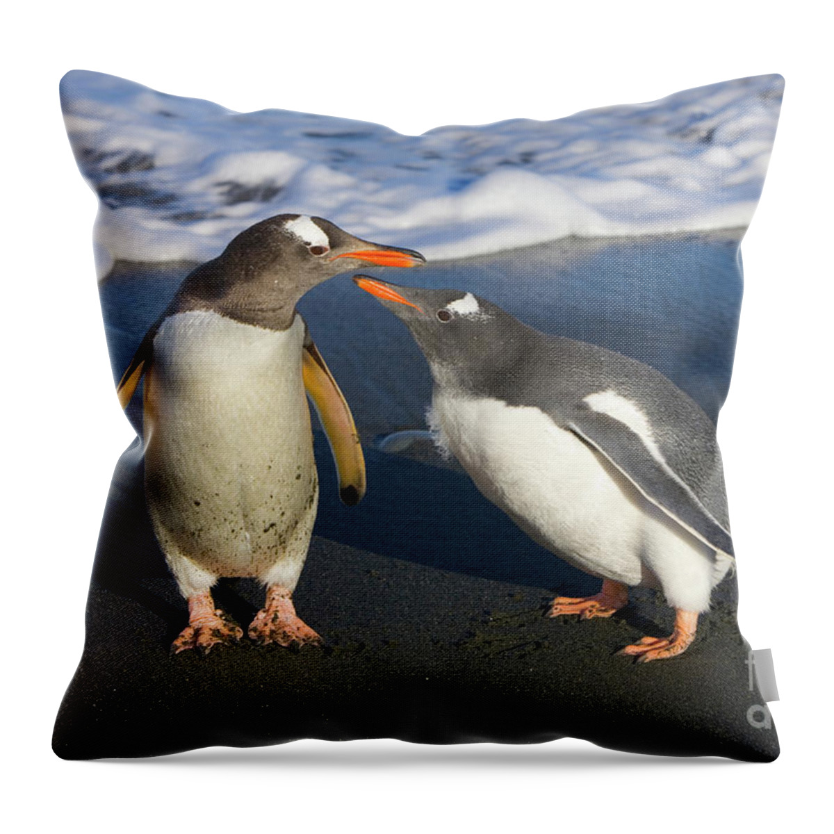 00345356 Throw Pillow featuring the photograph Gentoo Penguin Chick Begging For Food by Yva Momatiuk and John Eastcott