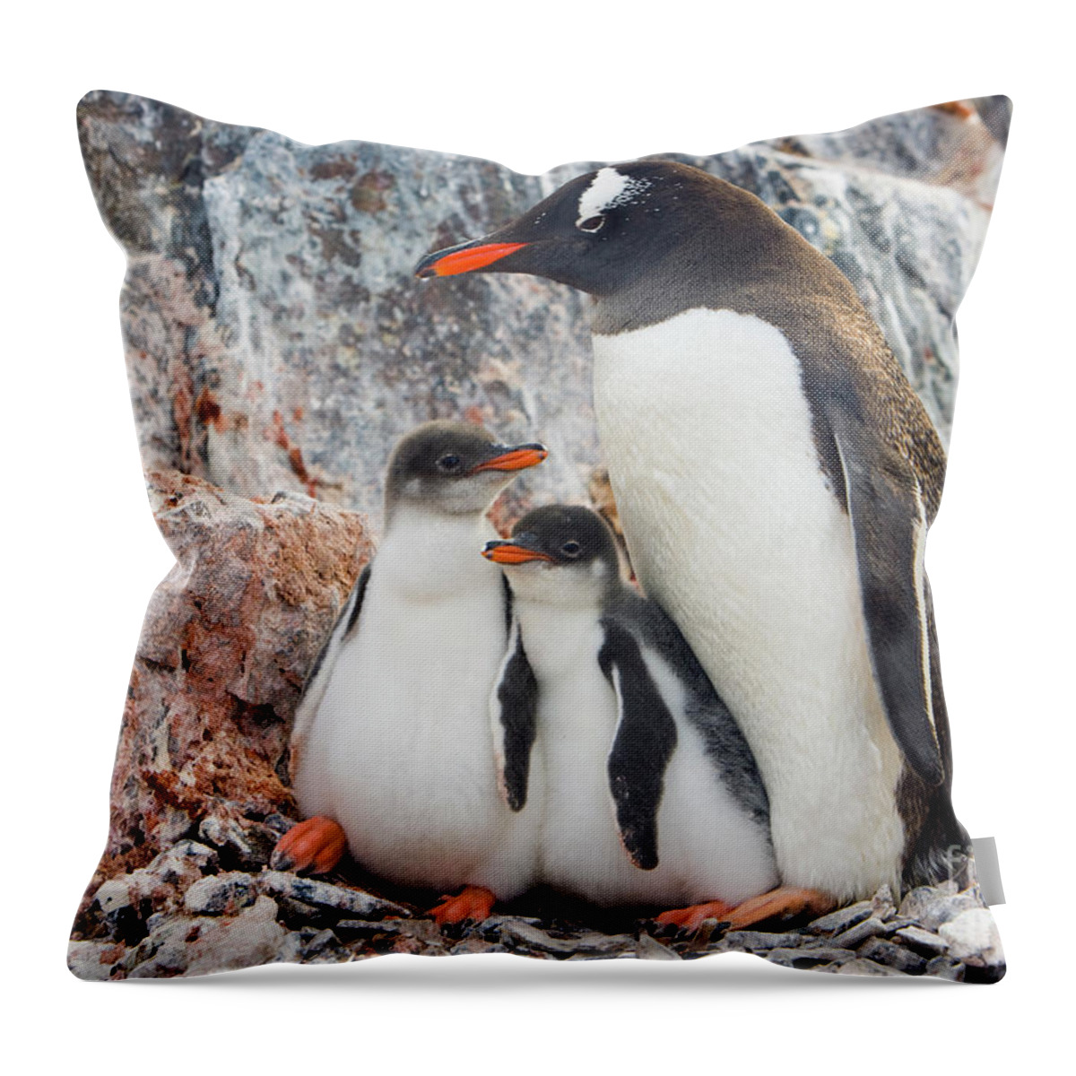 00345581 Throw Pillow featuring the photograph Gentoo Penguin Family on Booth Isl by Yva Momatiuk and John Eastcott