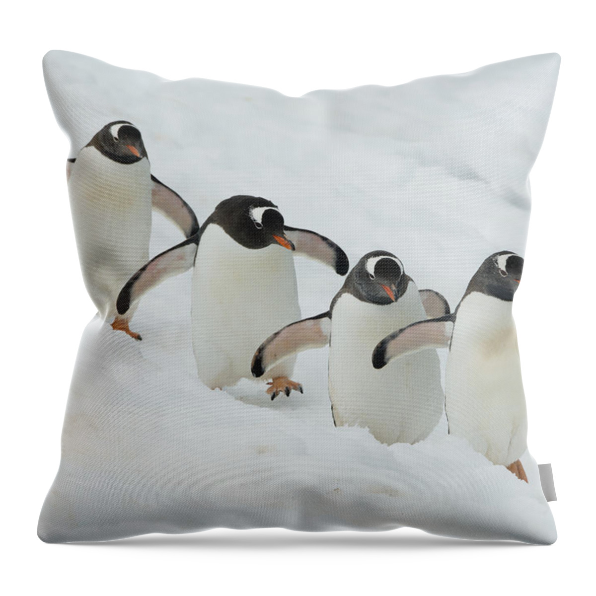 534754 Throw Pillow featuring the photograph Gentoo Penguin Quartet Booth Isl by Kevin Schafer