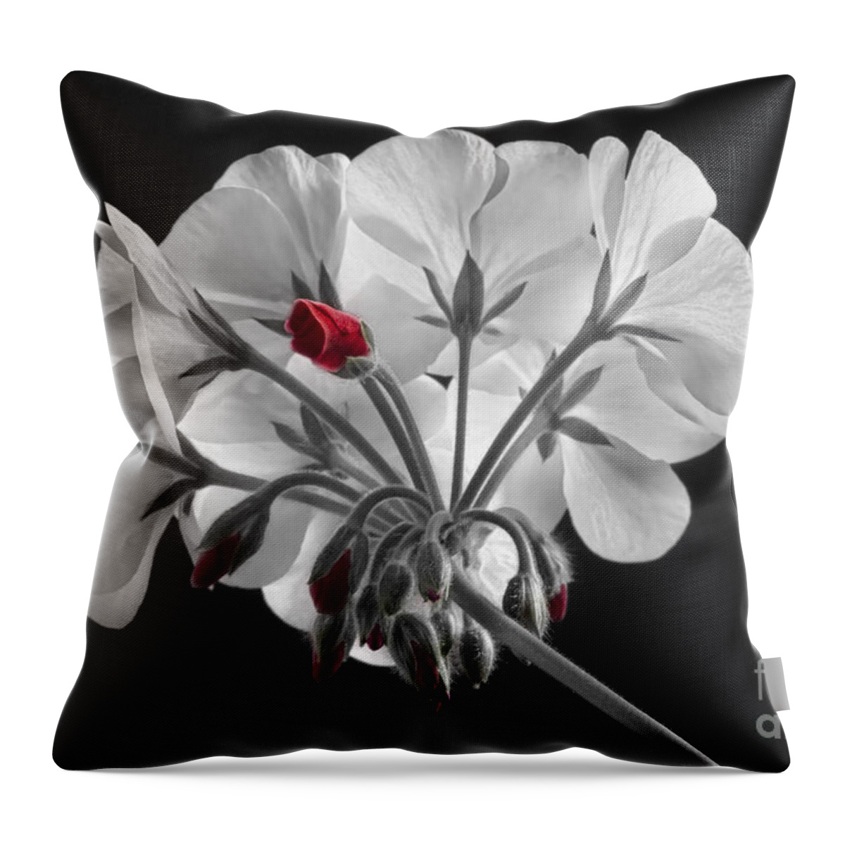 'red Geranium' Throw Pillow featuring the photograph Geranium Flower In Progress by James BO Insogna