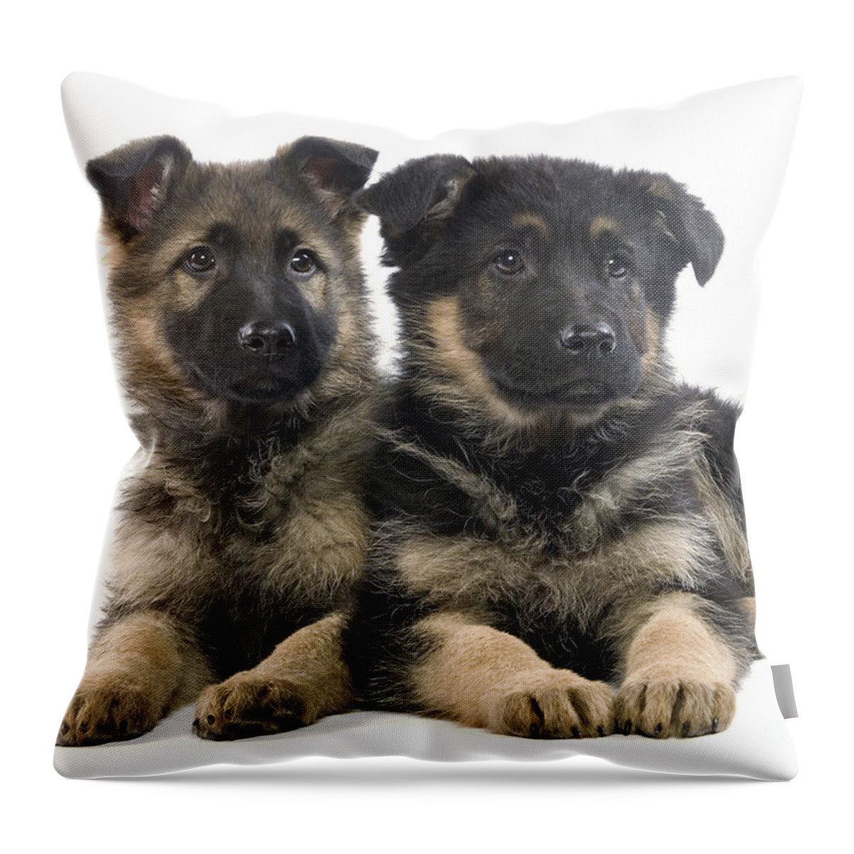 Dog Throw Pillow featuring the photograph German Shepherd Puppies by Jean-Michel Labat