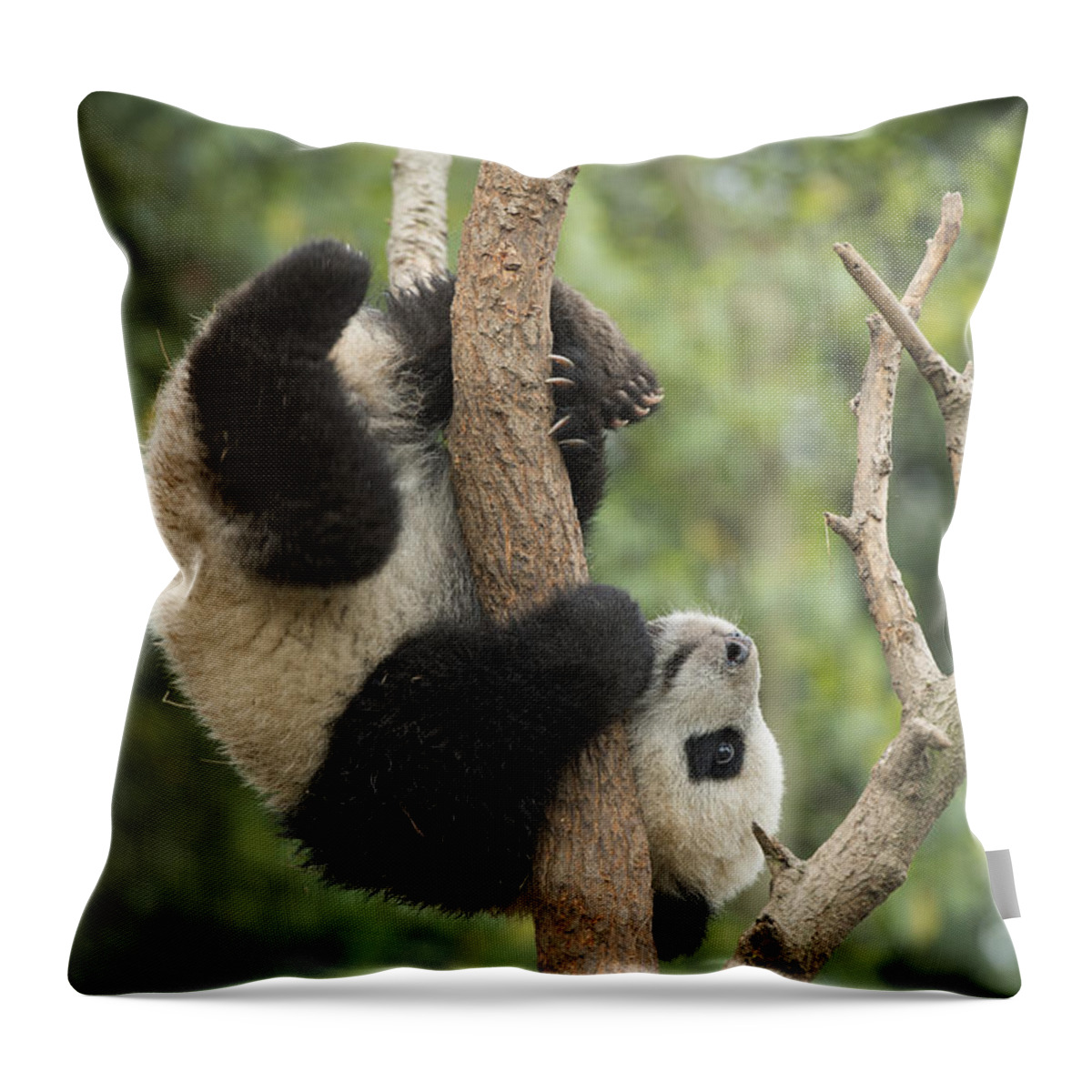 Katherine Feng Throw Pillow featuring the photograph Giant Panda Cub In Tree Chengdu Sichuan by Katherine Feng