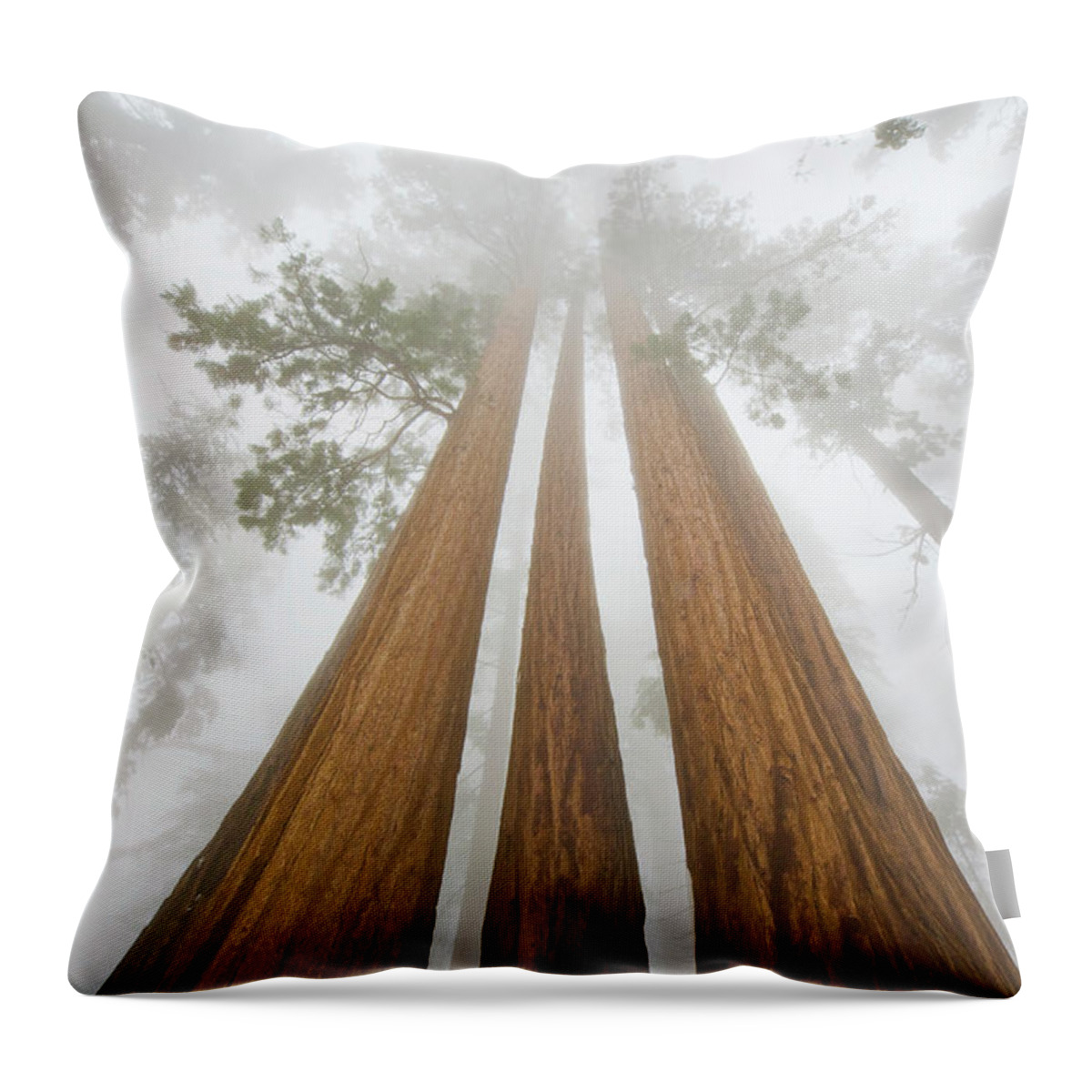 00431220 Throw Pillow featuring the photograph Giant Sequoias In the Fog by Yva Momatiuk John Eastcott