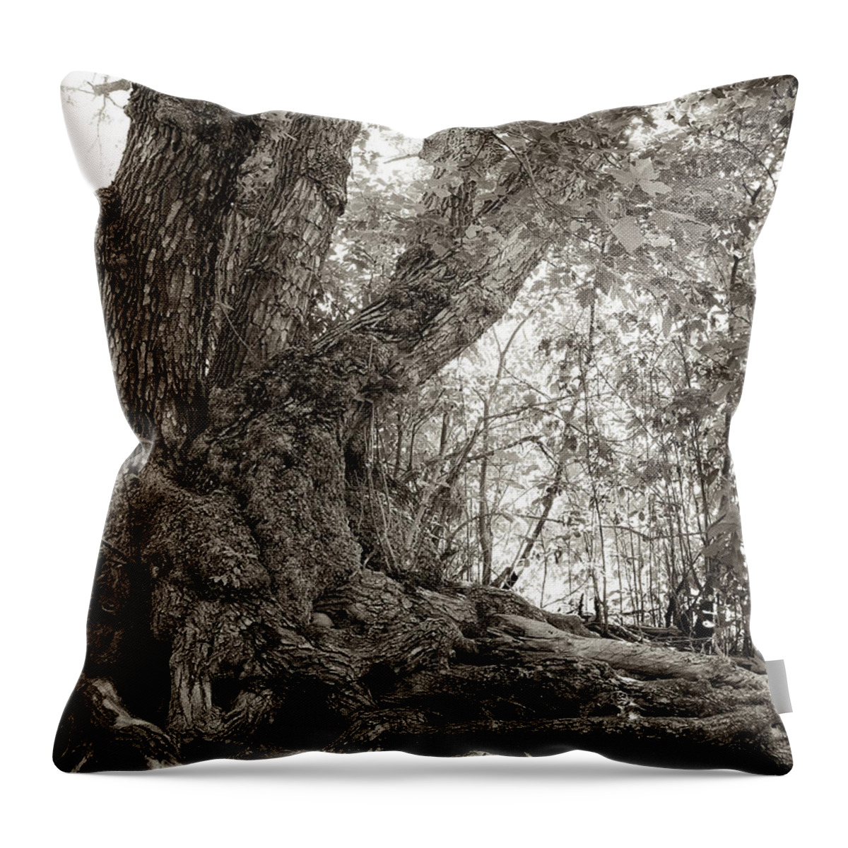 Tree Throw Pillow featuring the photograph Gnarled Tree by Mary Lee Dereske