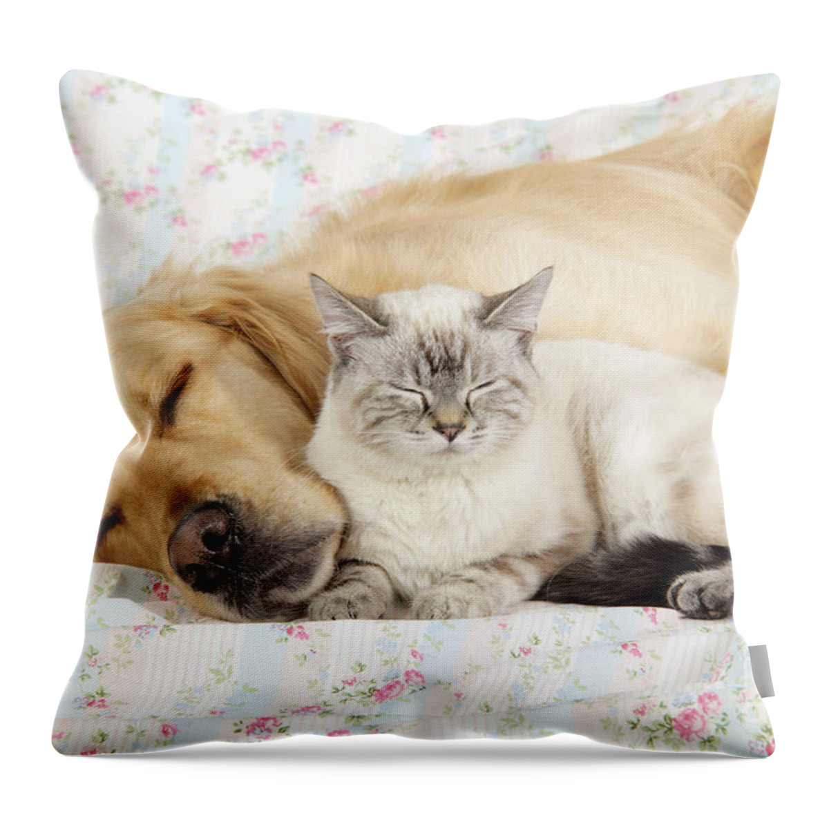 Dog Throw Pillow featuring the photograph Golden Retriever And Cat by John Daniels