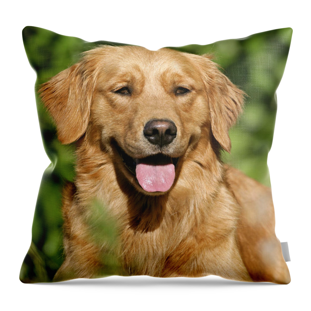 Dog Throw Pillow featuring the photograph Golden Retriever by Rolf Kopfle