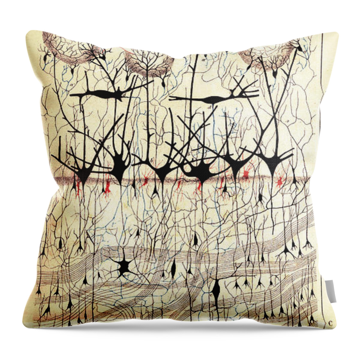 Golgi Throw Pillow featuring the photograph Golgi Olfactory Bulb of Dog by Science Source