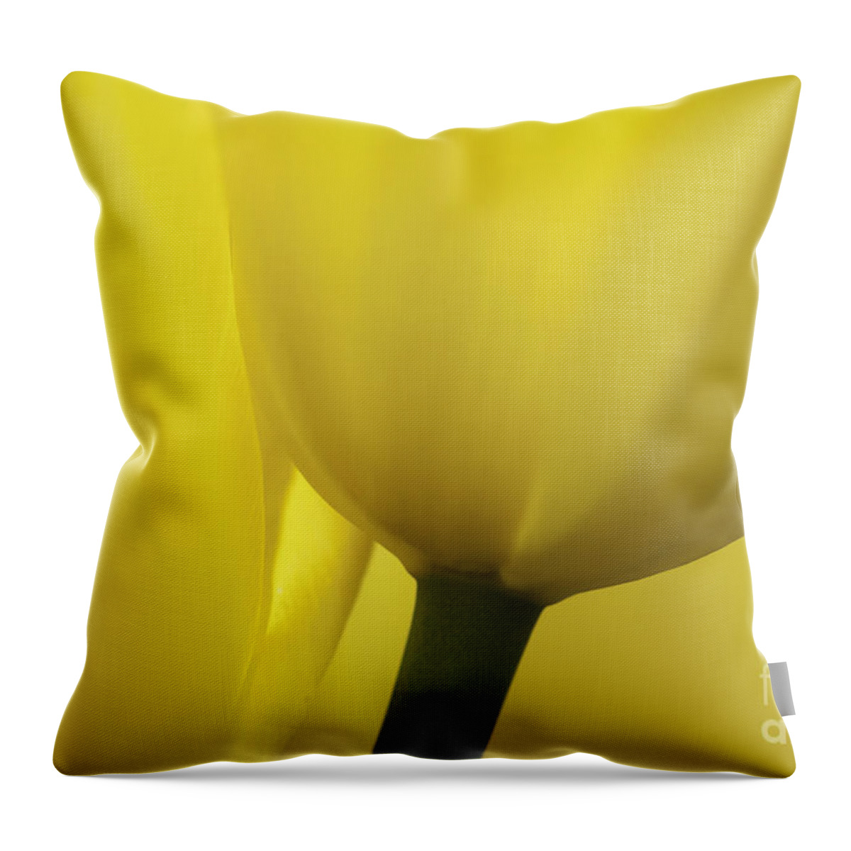 Tulip Throw Pillow featuring the photograph Good Morning Sunshine by Patty Colabuono