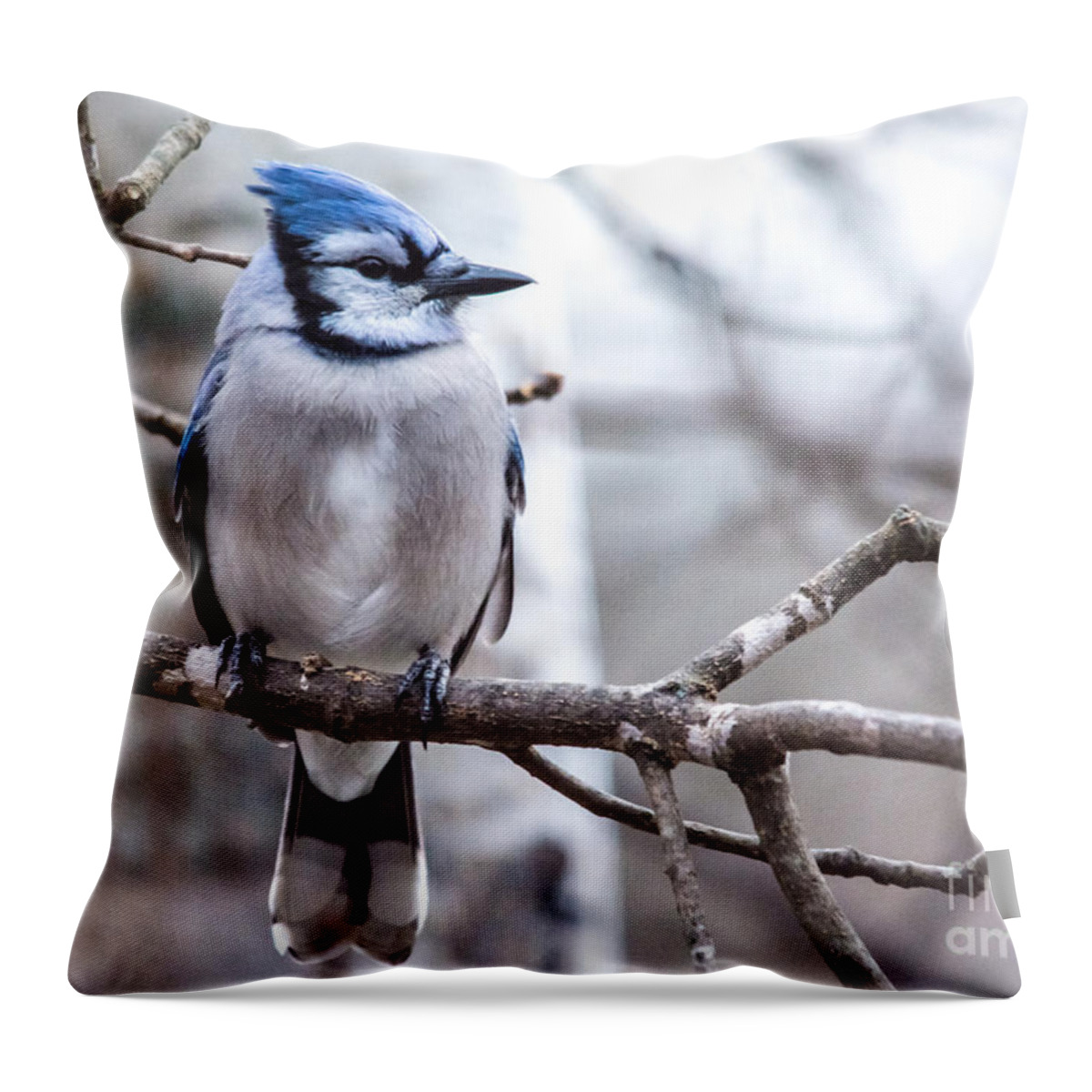  Throw Pillow featuring the photograph Gorgeous Blue Jay by Cheryl Baxter