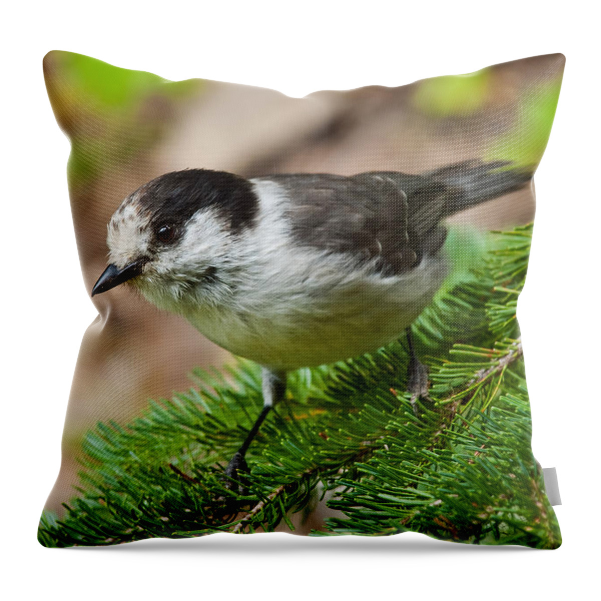 Animal Throw Pillow featuring the photograph Gray Jay on Fir Tree by Jeff Goulden