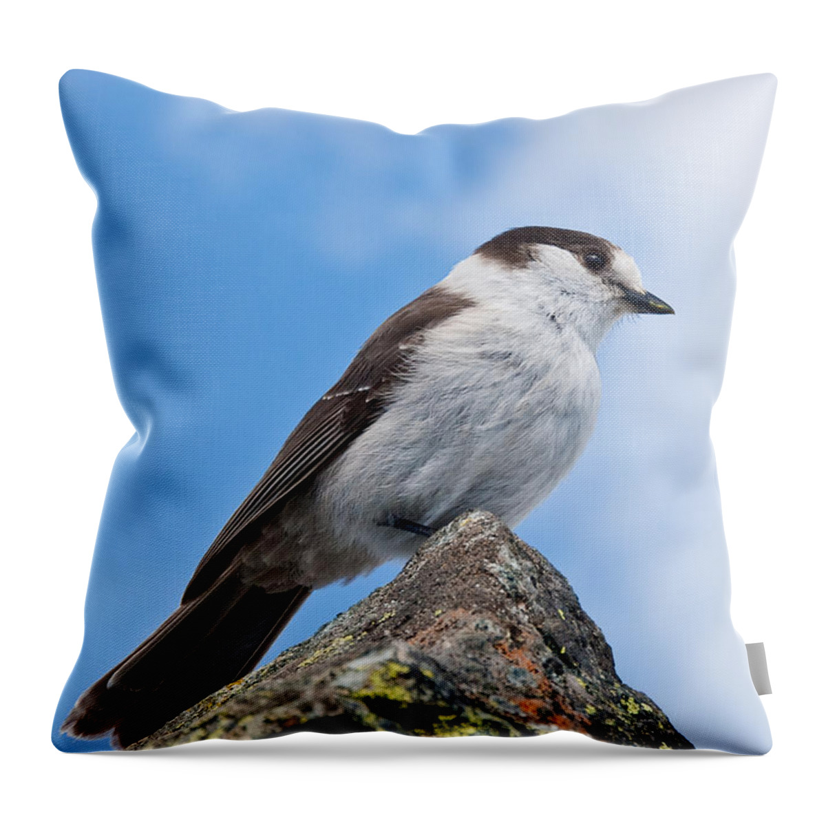 Animal Throw Pillow featuring the photograph Gray Jay With Blue Sky Background by Jeff Goulden