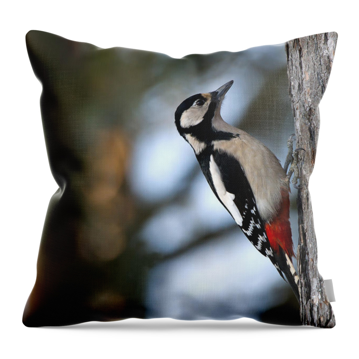 Great Spotted Woodpecker Throw Pillow featuring the photograph Great Spotted Woodpecker by Torbjorn Swenelius