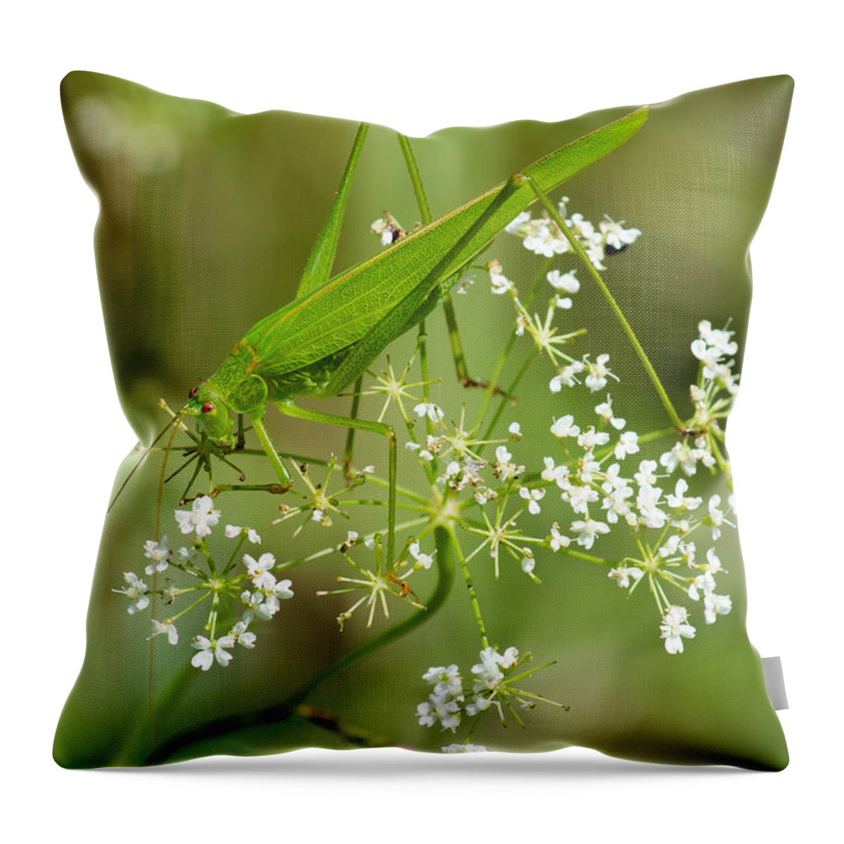 Grasshopper Throw Pillow featuring the photograph Green Grasshopper by Andreas Berthold