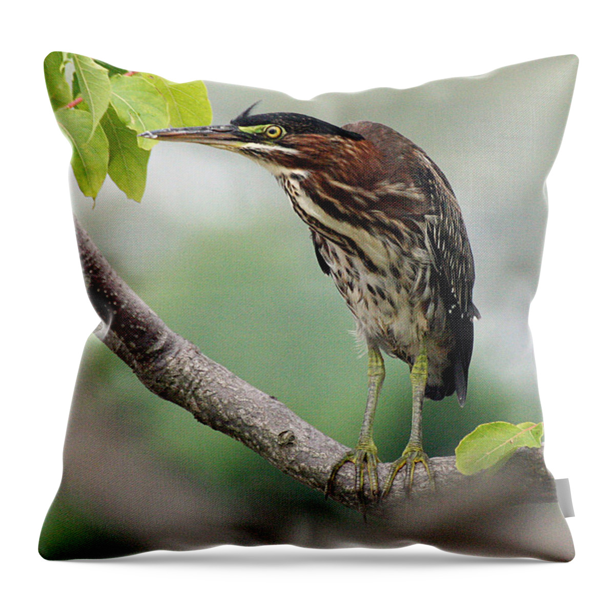 Wildlife Throw Pillow featuring the photograph Green Heron in Sumac by William Selander
