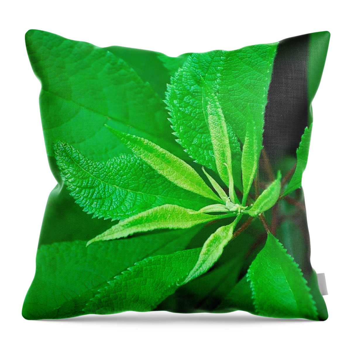 Green Throw Pillow featuring the photograph Green by Ludwig Keck