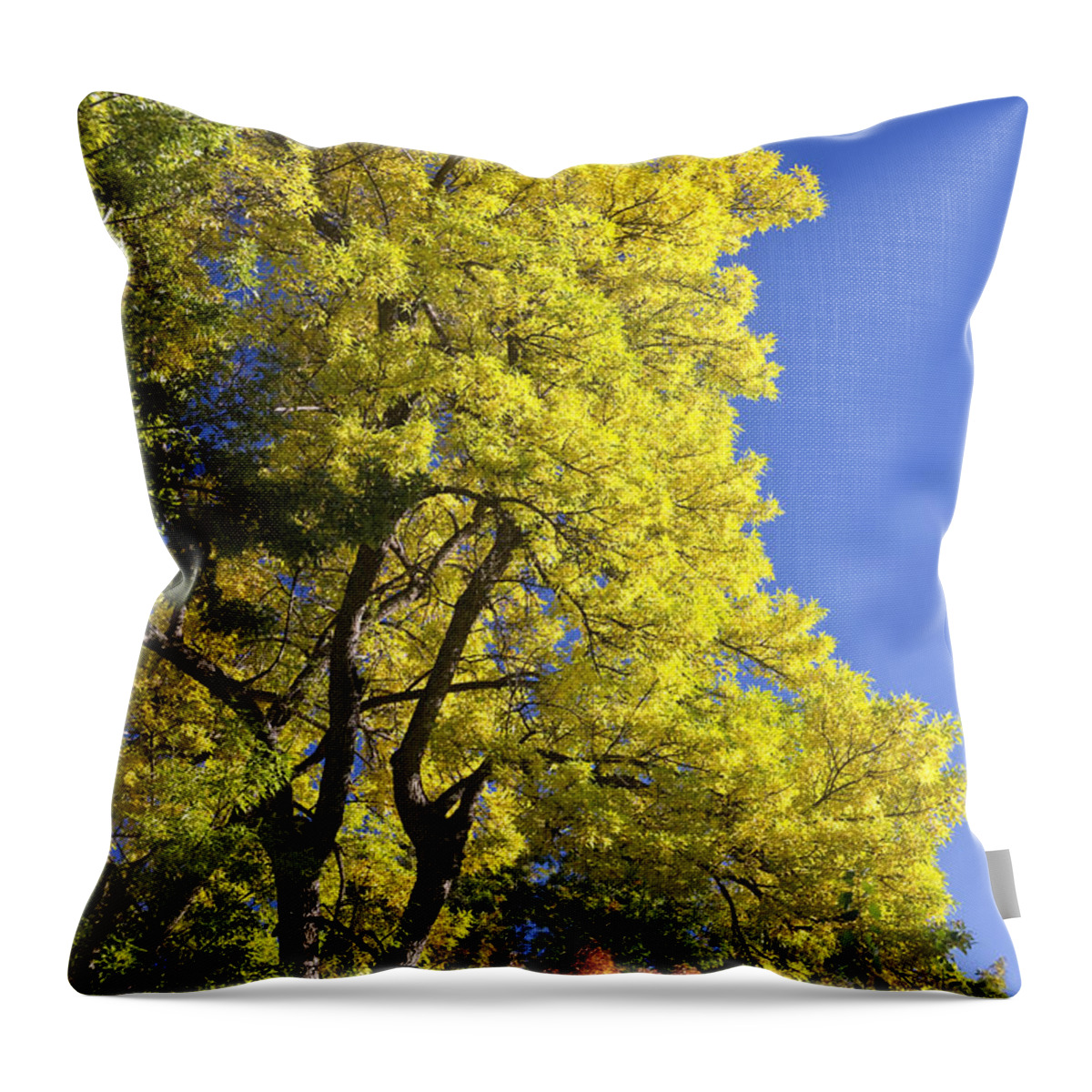 Autumn Throw Pillow featuring the photograph Green Orange Yellow and Blue by James BO Insogna