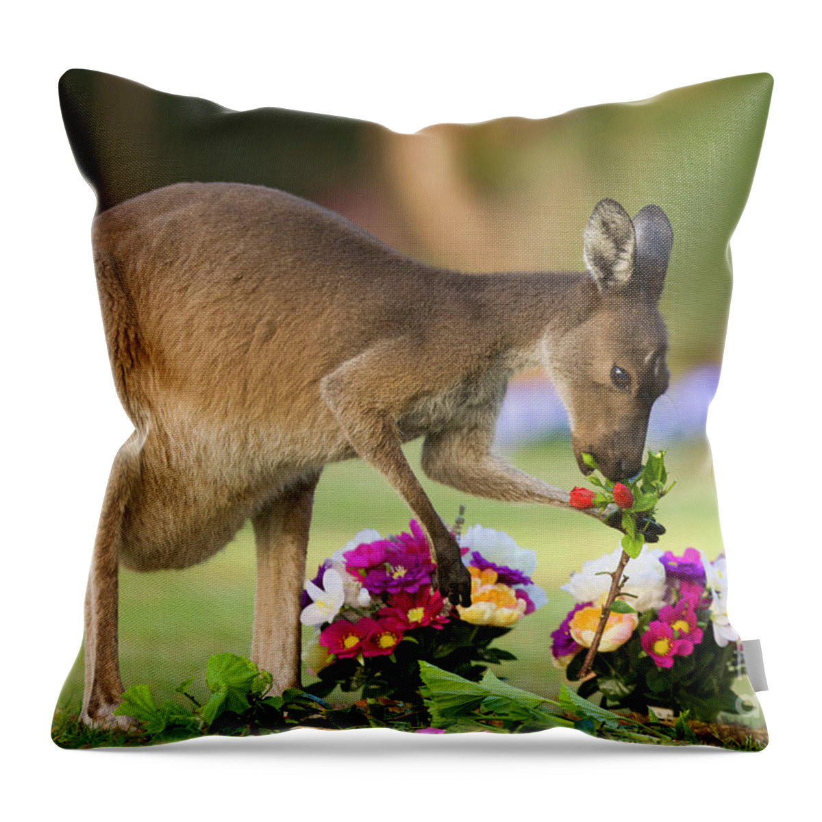 00451879 Throw Pillow featuring the photograph Grey Kangaroo Eating Graveyard Flowers by Yva Momatiuk and John Eastcott