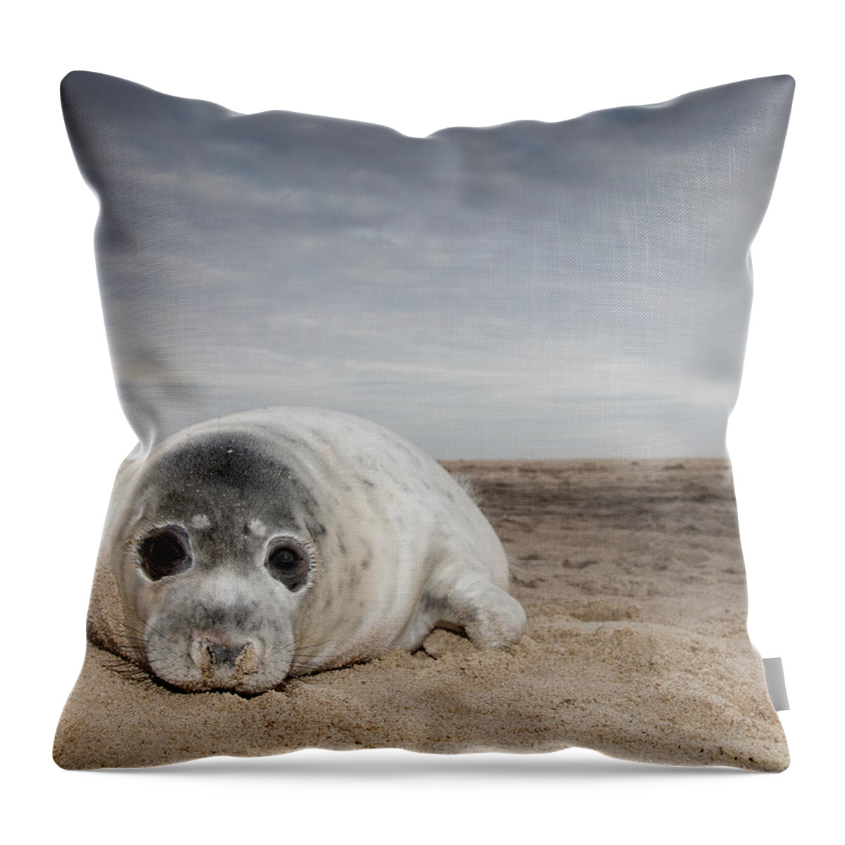 Kyle Moore Throw Pillow featuring the photograph Grey Seal On Beach Norfolk England by Kyle Moore