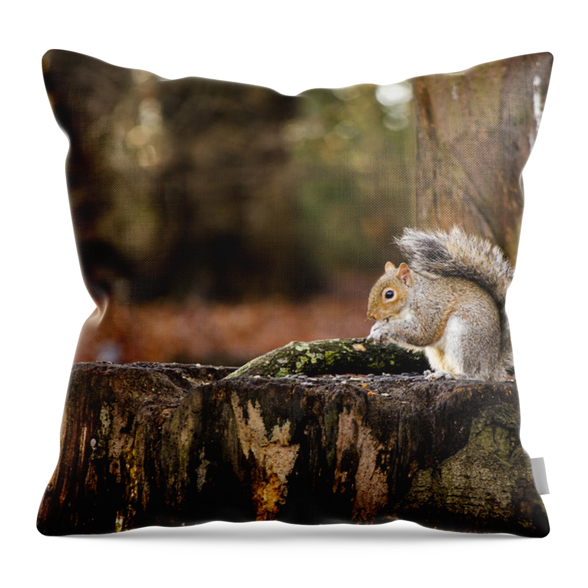 Squirrel Throw Pillow featuring the photograph Grey Squirrel on a Stump by Spikey Mouse Photography