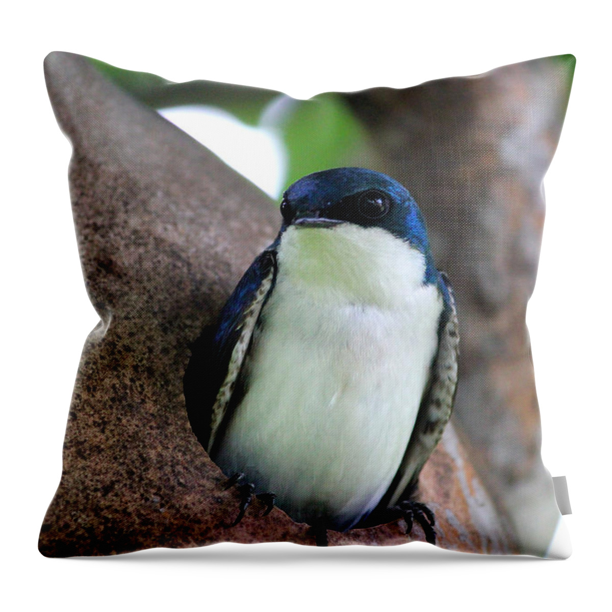 Male Tree Swallow Throw Pillow featuring the photograph Guarding his Gourd by Brook Burling