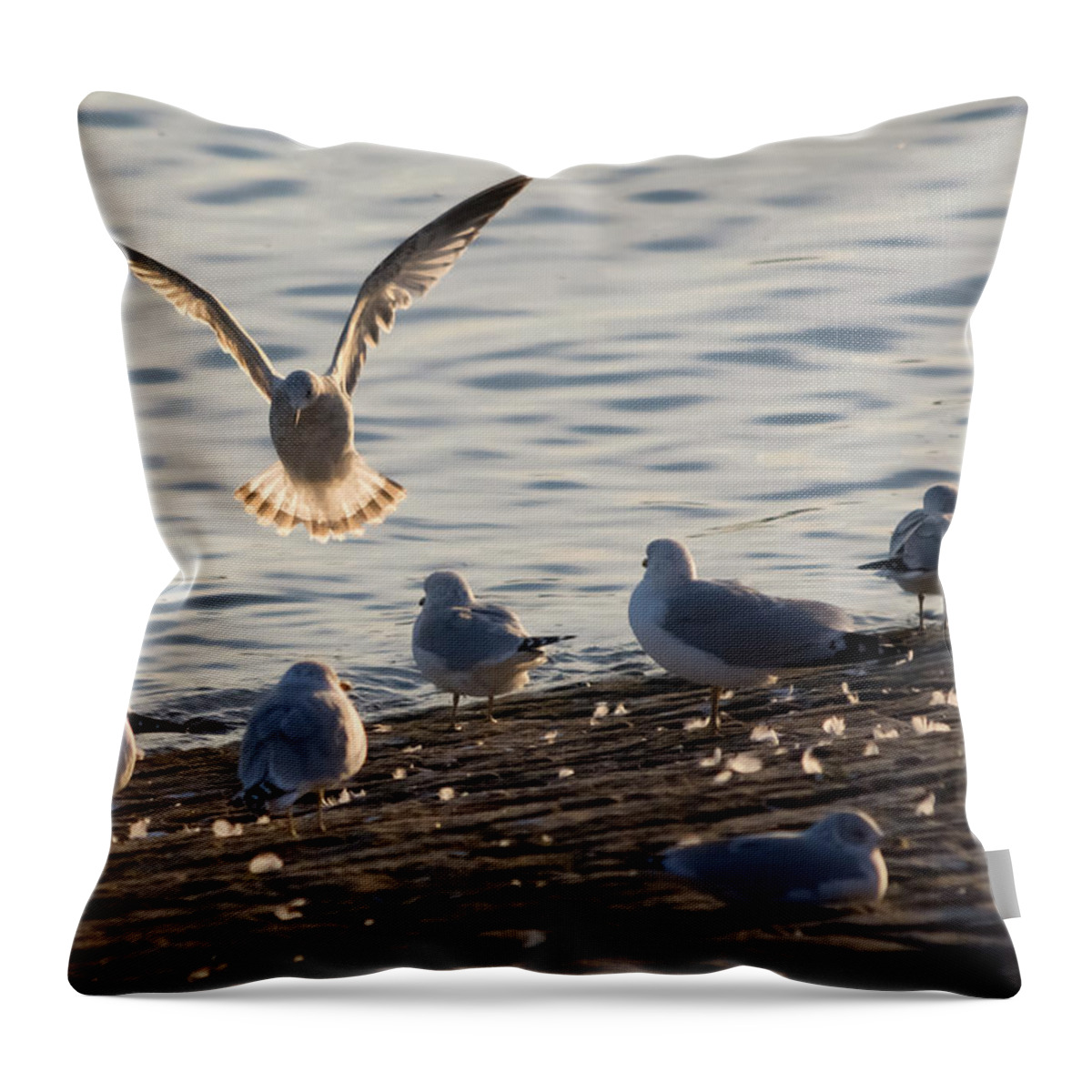 Gull Throw Pillow featuring the photograph Gull Landing in Marietta by Holden The Moment