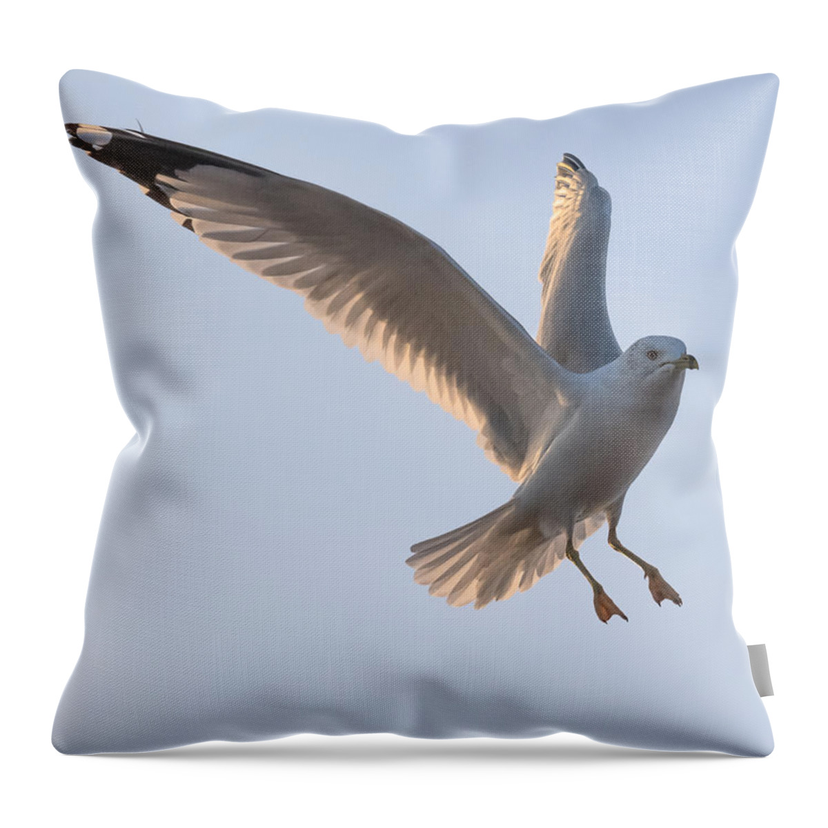 Gull Throw Pillow featuring the photograph Gull Ready to Land by Holden The Moment