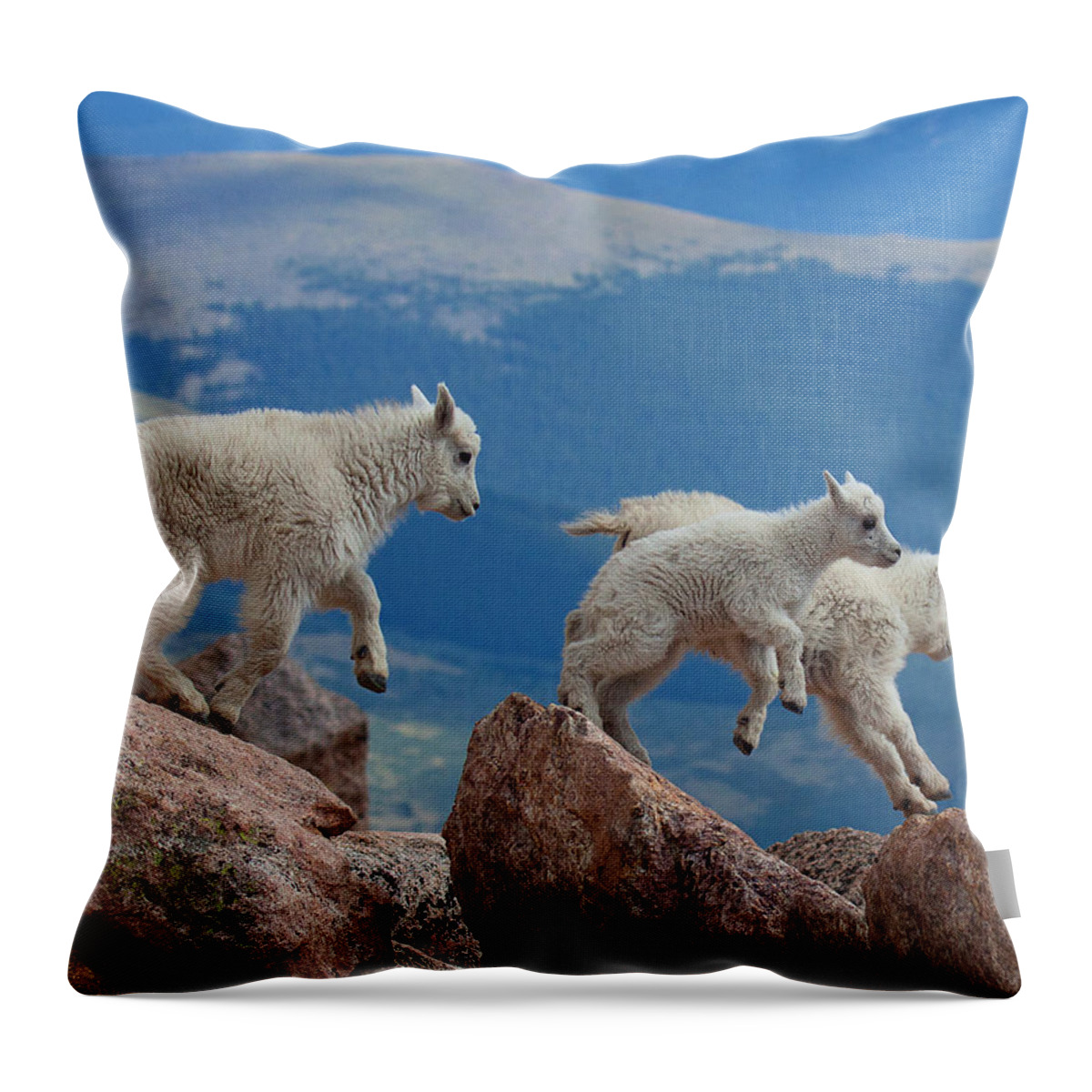 Mountain Goats; Posing; Group Photo; Baby Goat; Nature; Colorado; Crowd; Baby Goat; Mountain Goat Baby; Happy; Joy; Nature; Brothers Throw Pillow featuring the photograph Happy Landing by Jim Garrison
