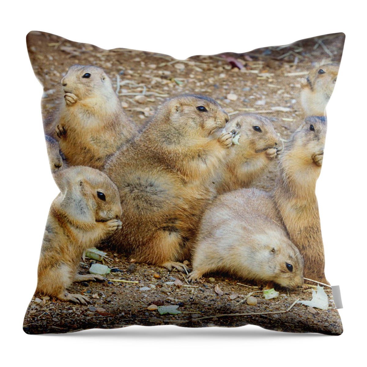 Prairie Dog Throw Pillow featuring the photograph Happy Thanksgiving by Chris Scroggins
