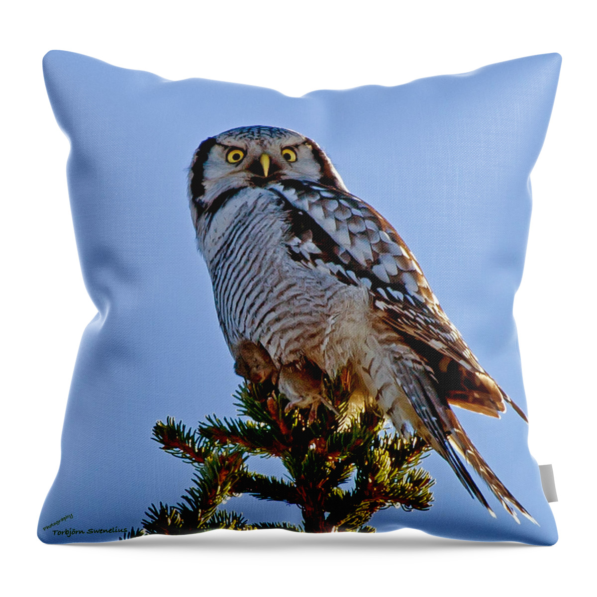 Hawk Owl Square Throw Pillow featuring the photograph Hawk Owl square by Torbjorn Swenelius