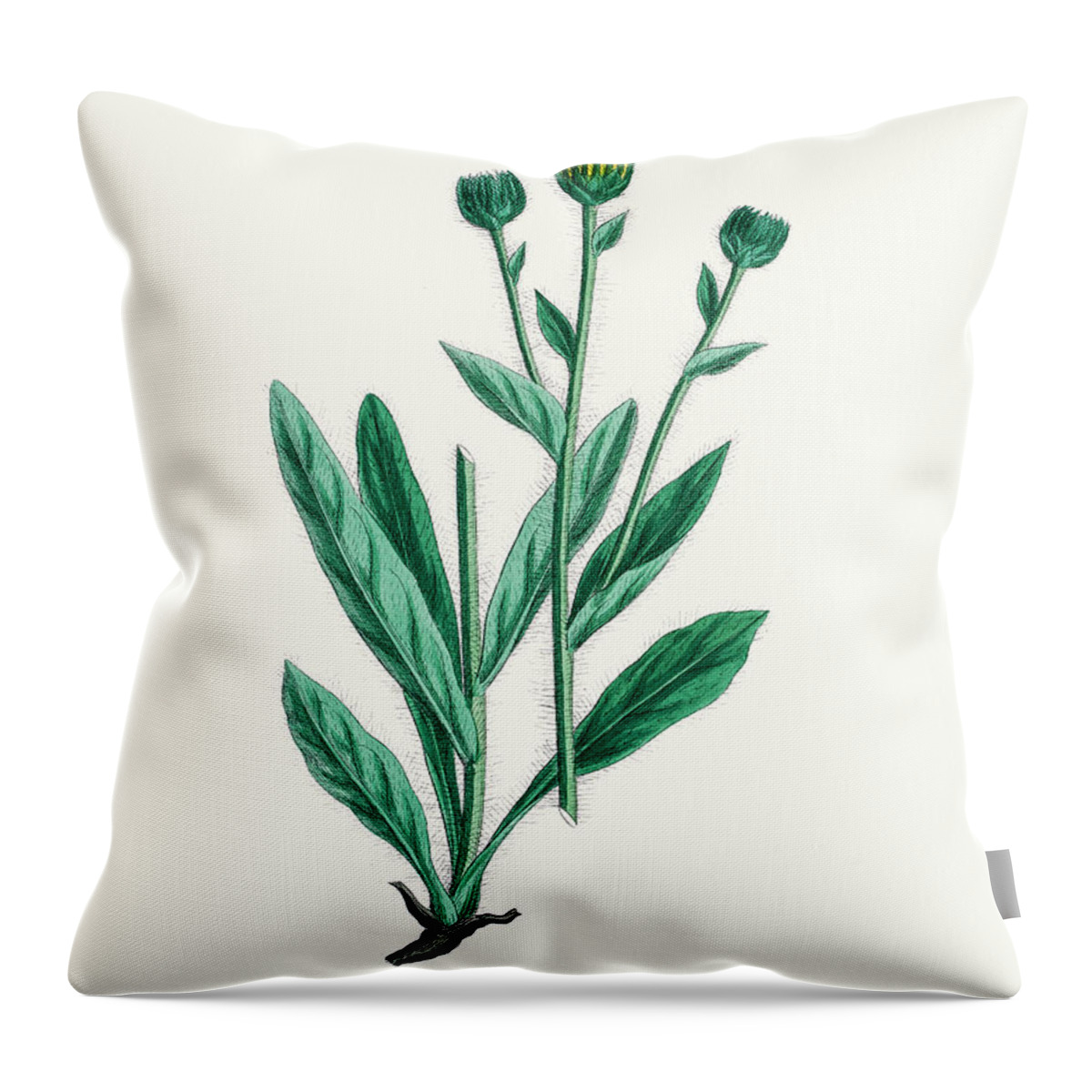 Art Throw Pillow featuring the digital art Hawkweed Chicory Plant 19th Century by Mashuk