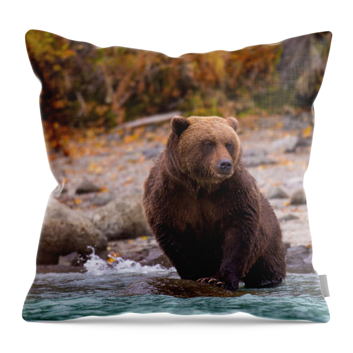 Bear Throw Pillow featuring the photograph Headed In by Kevin Dietrich