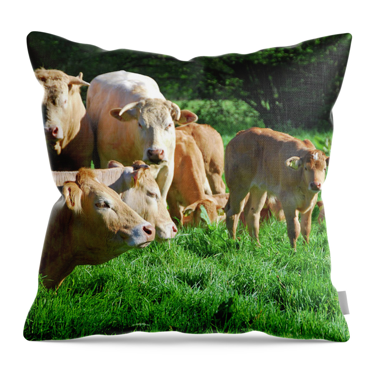 North Brabant Throw Pillow featuring the photograph Herd Of Charolais Cattle by 49pauly