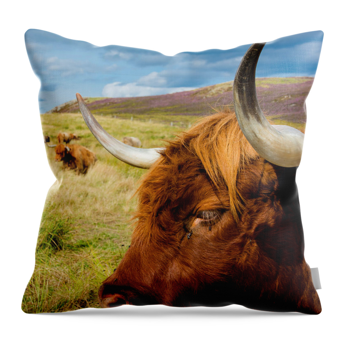 Cow Throw Pillow featuring the photograph Highland Cattle On Scottish Pasture by Andreas Berthold