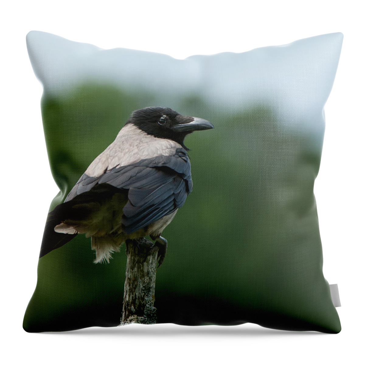 Hoodiecrow Throw Pillow featuring the photograph Hoodiecrow by Torbjorn Swenelius