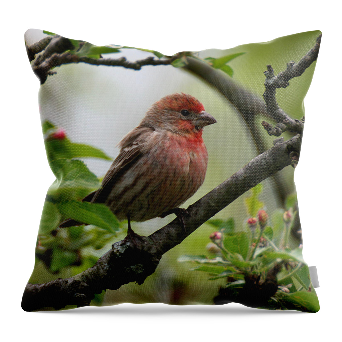 Wildlife Throw Pillow featuring the photograph House Finch in Apple Tree by William Selander