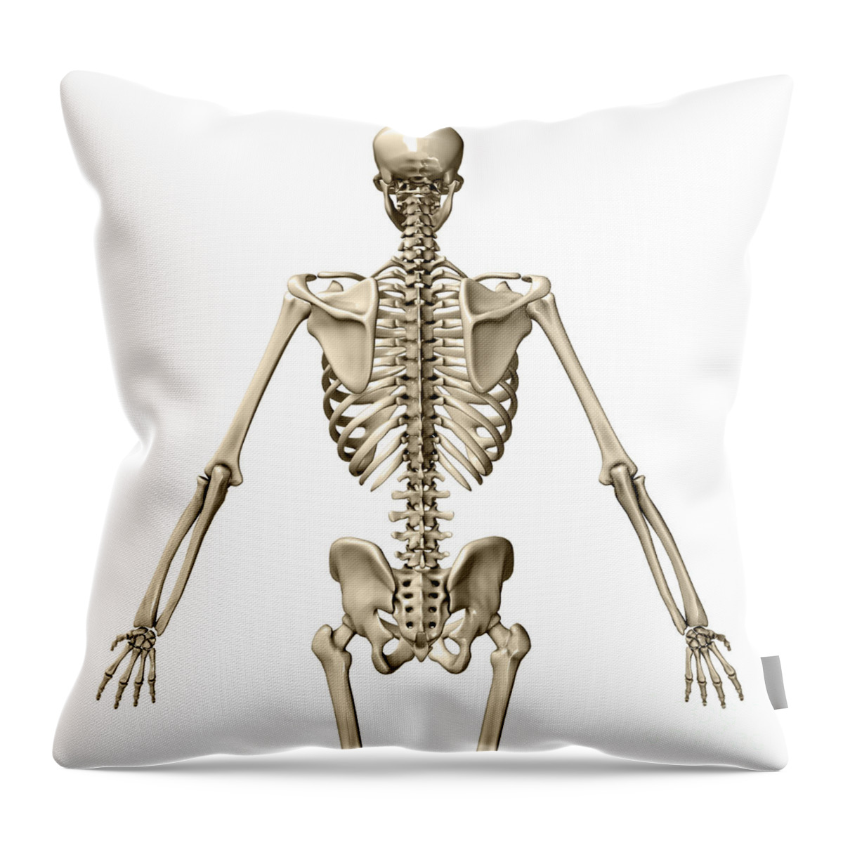 Pelvic Bones Male Throw Pillow by Science Picture Co - Pixels