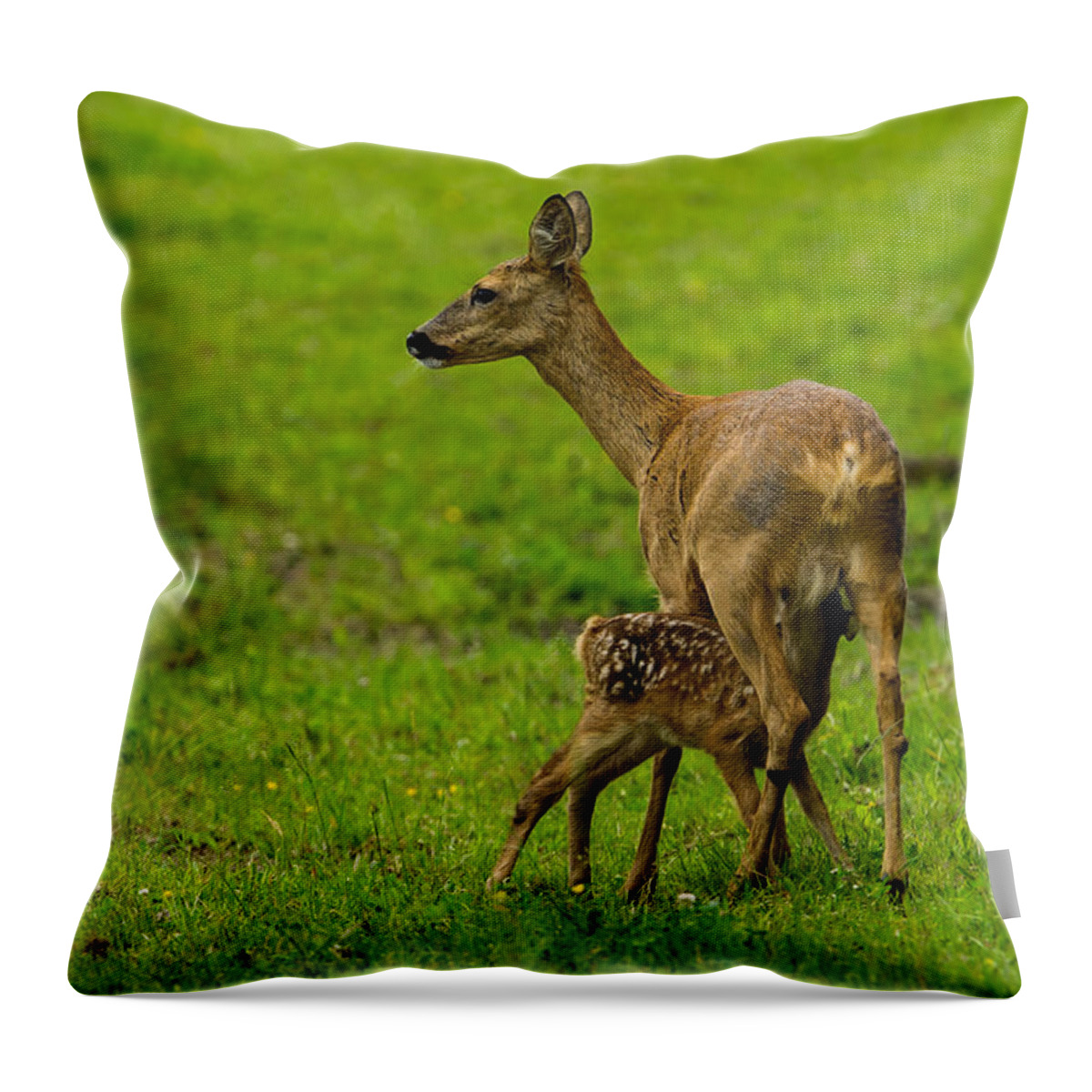Hungry Roe Deer Fawn Throw Pillow featuring the photograph Hungry by Torbjorn Swenelius