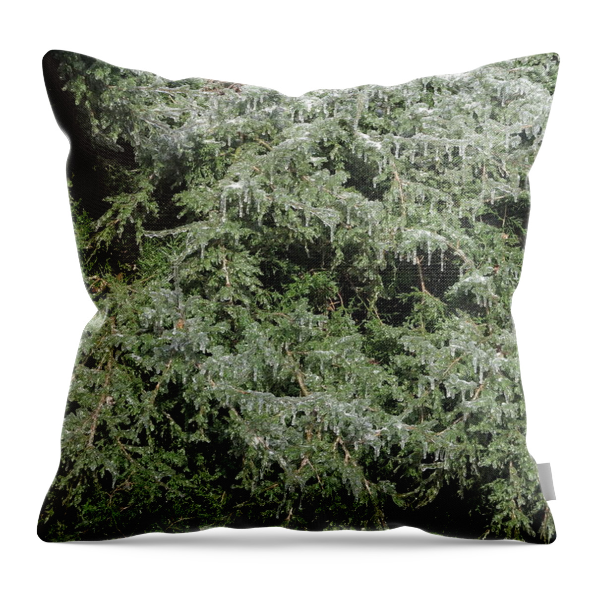 Ice Throw Pillow featuring the photograph Ice On Eastern Red Cedar by Daniel Reed