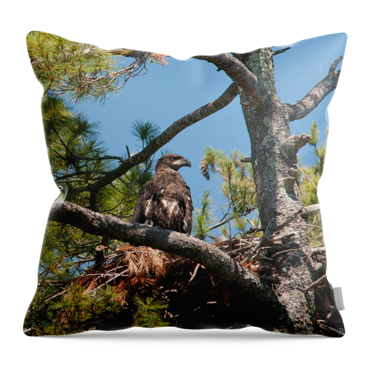 Bald Eagle Throw Pillow featuring the photograph Immature Bald Eagle by Brenda Jacobs