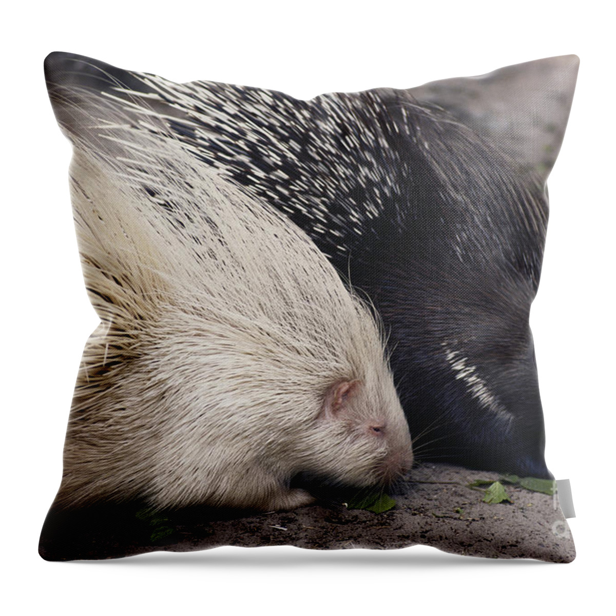 Nature Throw Pillow featuring the photograph Indian-crested Porcupines Normal by Tom McHugh