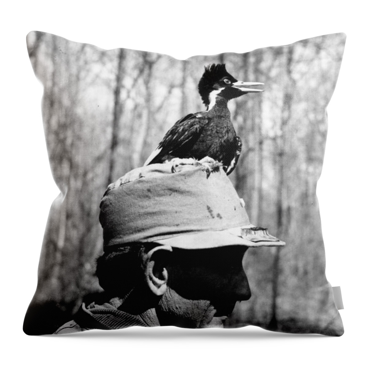 Bird Throw Pillow featuring the photograph Ivory-billed Woodpecker Nestling by James T. Tanner