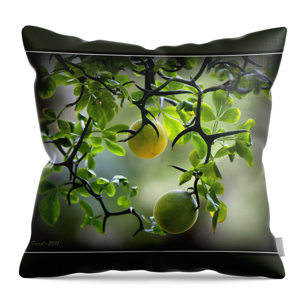 Flying Throw Pillow featuring the photograph Japanese Orange Tree by Farol Tomson