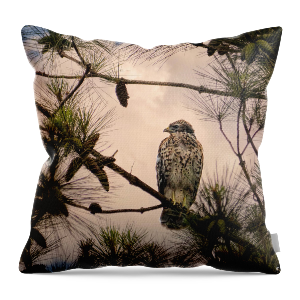 Bird Art Throw Pillow featuring the photograph Juvenile Red Shouldered Hawk 06.07.2014 by Jai Johnson