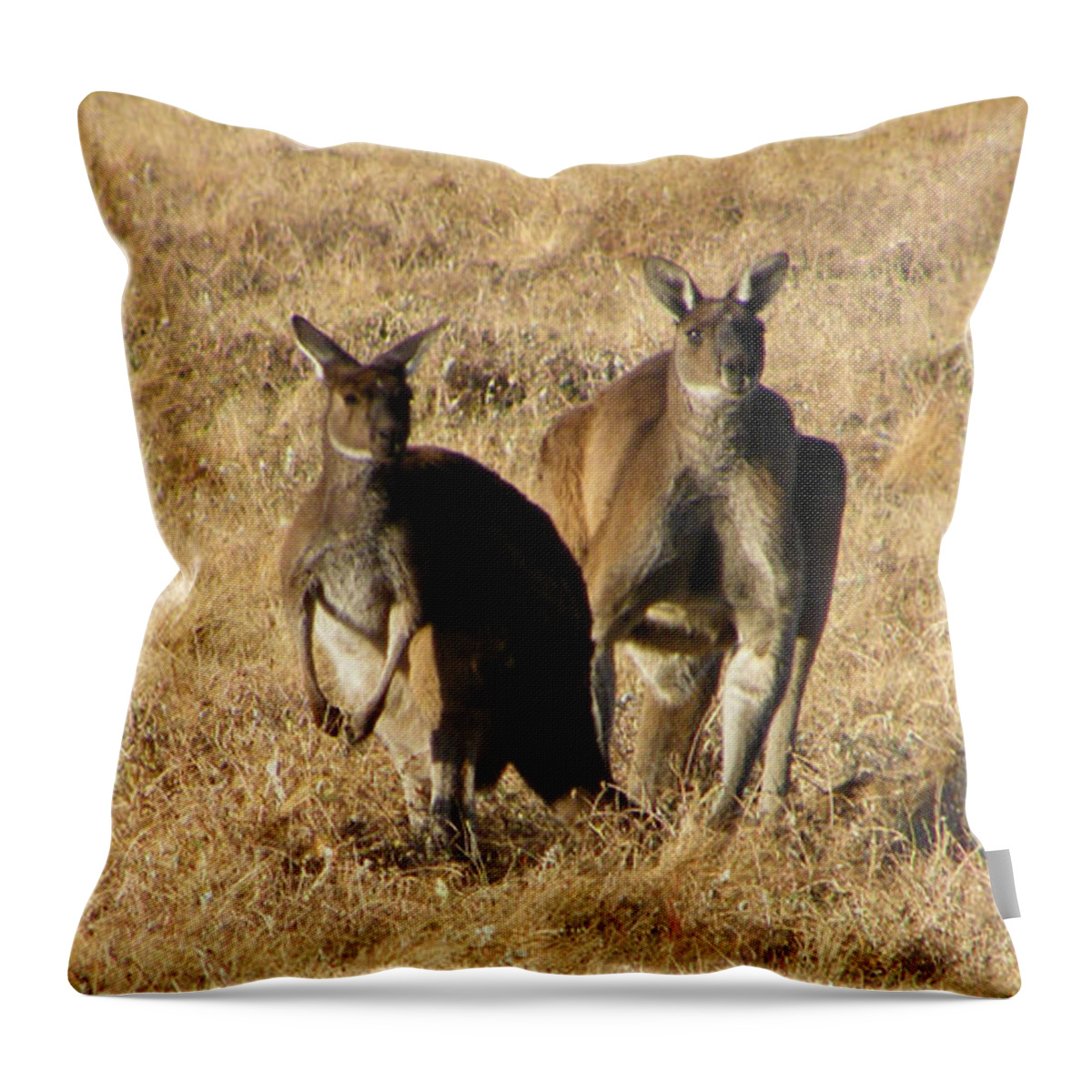 Australia Throw Pillow featuring the photograph Kangaroo Twosome - Western Australia by Phil Banks