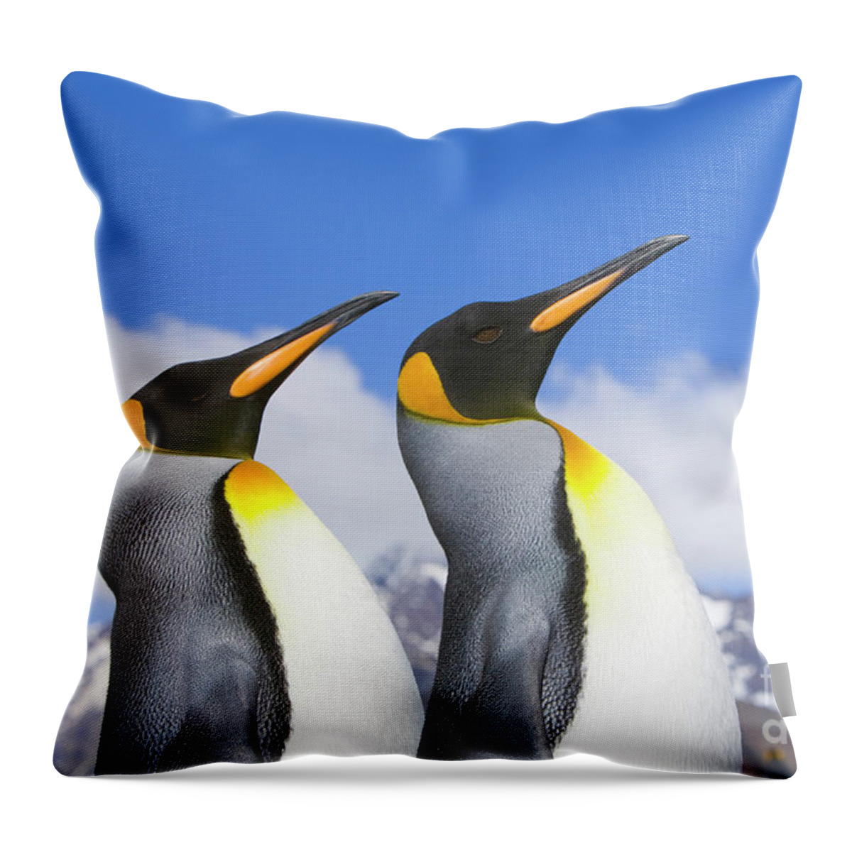 00345339 Throw Pillow featuring the photograph King Penguin Duo by Yva Momatiuk John Eastcott
