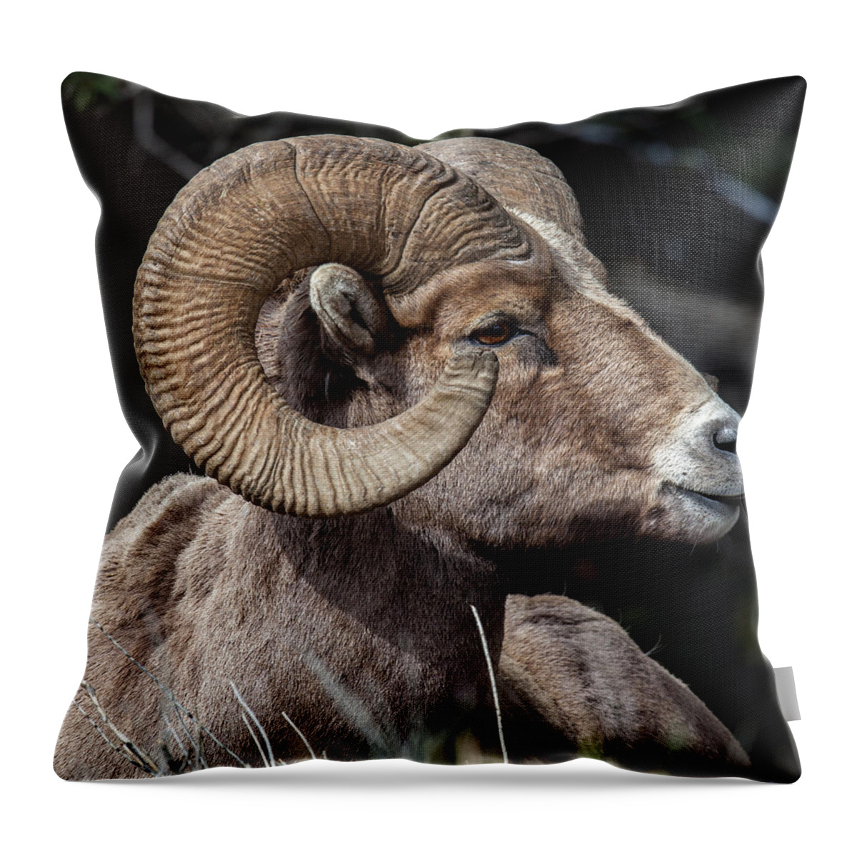 Big Horn Sheep Throw Pillow featuring the photograph Kings Pose by Kevin Dietrich